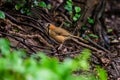 Lesser necklaced laughingthrush Garrulax monileger