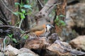 Lesser Necklaced Laughingthrush