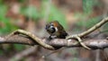 Lesser Necklaced Laughingthrush Garrulax monileger on the tree branch on nature background. Bird. Animals