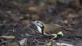 Lesser Necklaced Laughingthrush On Ground