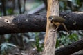 Lesser Necklaced Laughingthrush