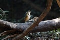 Lesser Necklaced Laughingthrush