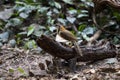 Lesser Necklaced Laughingthrush