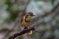 Lesser Necklaced Laughingthrush perching on branch in nature