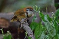 Lesser Necklaced Laughingthrush perching on branch in nature