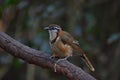 Lesser Necklaced Laughingthrush perching on branch in nature