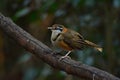 Lesser Necklaced Laughingthrush perching on branch in nature