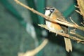 Lesser necklaced laughingthrush