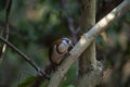 Lesser Necklaced Laughingthrush