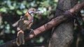 Lesser Necklaced Laughingthrush On Tree Branch