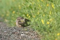 Lesser Nighthawk Chordeiles acutipennis