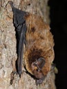 The lesser noctule, Leisler\'s bat or the Irish bat (Nyctalus leisleri) on the tree trunk Royalty Free Stock Photo