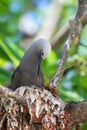 Lesser Noddy Anous tenuirostris Royalty Free Stock Photo