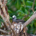 Lesser Noddy Anous tenuirostris