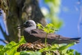 Lesser Noddy Anous tenuirostris Royalty Free Stock Photo