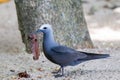 Lesser Noddy Anous tenuirostris Royalty Free Stock Photo