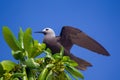 Lesser Noddy Anous tenuirostris Royalty Free Stock Photo