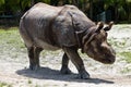 Lesser one-horned rhinoceros also known as a Javan rhinoceros Royalty Free Stock Photo