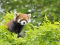 Lesser panda