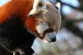 Lesser panda Royalty Free Stock Photo