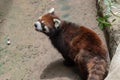 Lesser panda-Ailurus fulgens Royalty Free Stock Photo