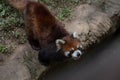 Lesser panda-Ailurus fulgens