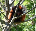 Lesser panda, Ailurus fulgens Royalty Free Stock Photo