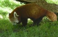 Lesser panda, Ailurus fulgens Royalty Free Stock Photo