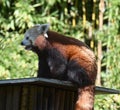 Lesser panda, Ailurus fulgens Royalty Free Stock Photo