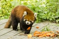 Lesser Panda Holding and Eating Food