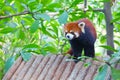 Lesser panda standing on a wooden roof