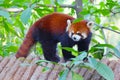 Lesser panda standing on a wooden roof