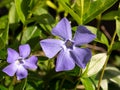 Lesser periwinkle, Vinca minor, close up of two blue purple flowers with five petals, Netherlands