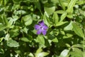 Lesser Periwinkle Atropurpurea