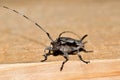 Lesser Pine Borer beetle Acanthocinus nodosus, front view female on a wooden board. Royalty Free Stock Photo