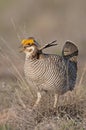 Lesser Prairie Chicken