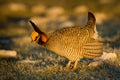 Lesser Prairie Chicken Royalty Free Stock Photo