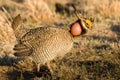 Lesser Prairie Chicken