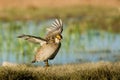 Lesser Prairie Chicken