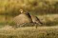Lesser Prairie Chicken Royalty Free Stock Photo