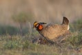 Lesser prairie chicken