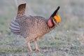 Lesser Prairie Chicken in mating dance Royalty Free Stock Photo