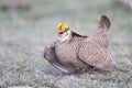 Lesser prairie chicken preparing to fight