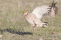 Lesser prairie chicken protecting females