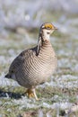 Lesser Prairie Chicken walking in frozen sage