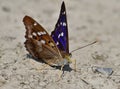 Lesser purple emperor - Apatura ilia