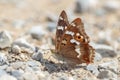 Lesser purple emperor (Apatura ilia).