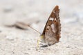 Lesser purple emperor butterfly (Apatura ilia).