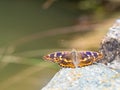 Lesser purple emperor butterfly Apatura ilia
