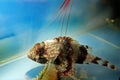 Lesser Red Scorpionfish - Scorpaena Notata Royalty Free Stock Photo